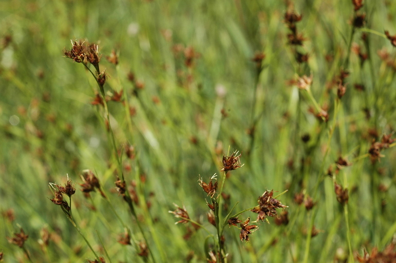 صورة Rhynchospora capitellata (Michx.) Vahl