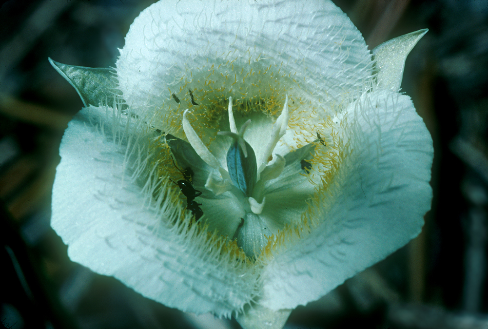 Image of Cascade Mariposa Lily