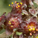 Image of black false hellebore