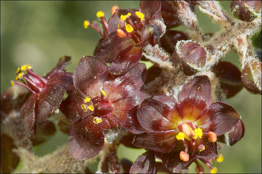 Image of black false hellebore