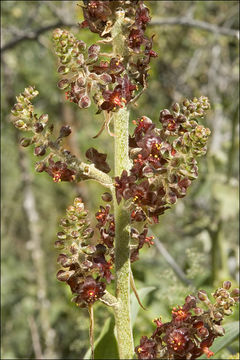 Image of black false hellebore