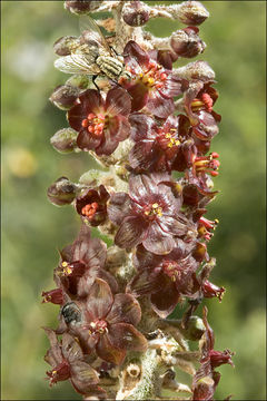 Image of black false hellebore