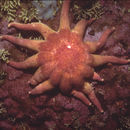 Image of Solaster Forbes 1839