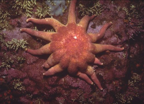 Imagem de Solaster dawsoni Verrill 1880