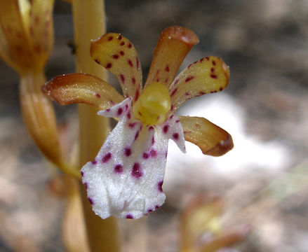 Image of Spotted coralroot