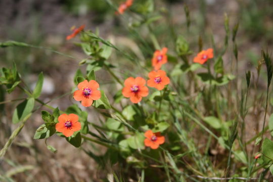 Lysimachia arvensis (L.) U. Manns & Anderb. resmi