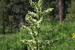 صورة Veratrum californicum Durand