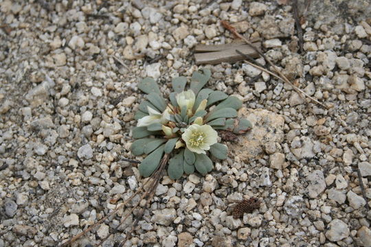 Image of Kellogg's lewisia