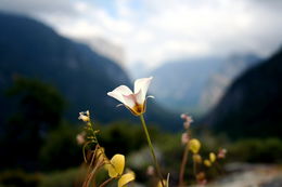 Calochortus leichtlinii Hook. fil. resmi