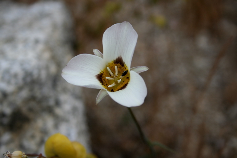 Calochortus leichtlinii Hook. fil. resmi