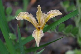 Image of rainbow iris