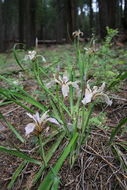 Image of rainbow iris