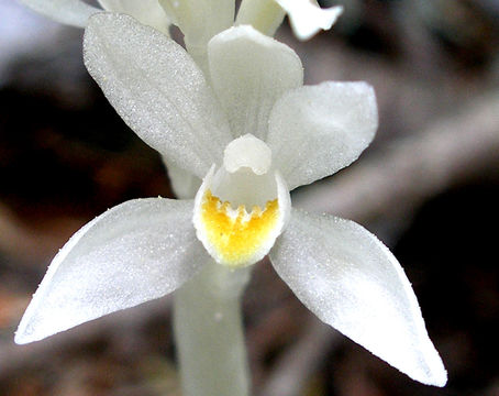 Image of phantom orchid