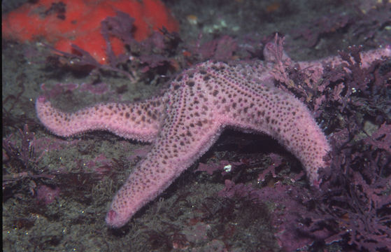 Image of Giant Pink Sea Star