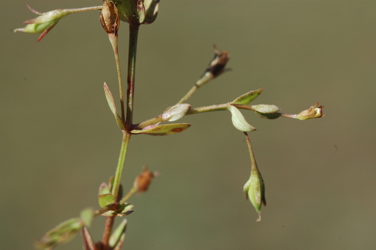 Image of yellowseed false pimpernel