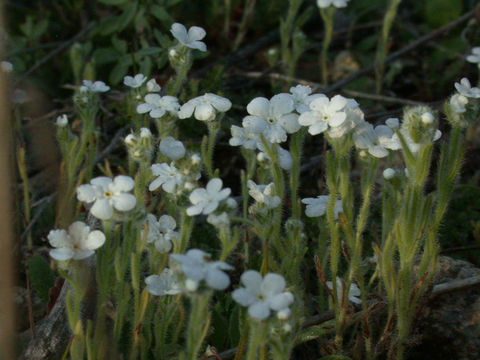 Image of Clearwater cryptantha
