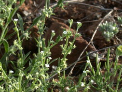 Image of sagebrush combseed