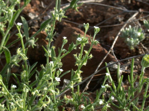 Image of sagebrush combseed