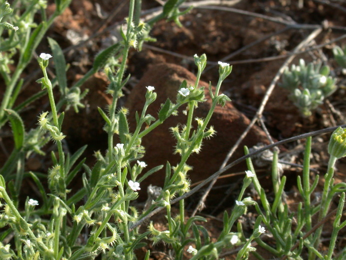 صورة Pectocarya linearis (Ruiz & Pav.) DC.