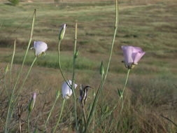 Image de Calochortus splendens Douglas ex Benth.