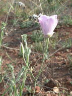 Image de Calochortus splendens Douglas ex Benth.