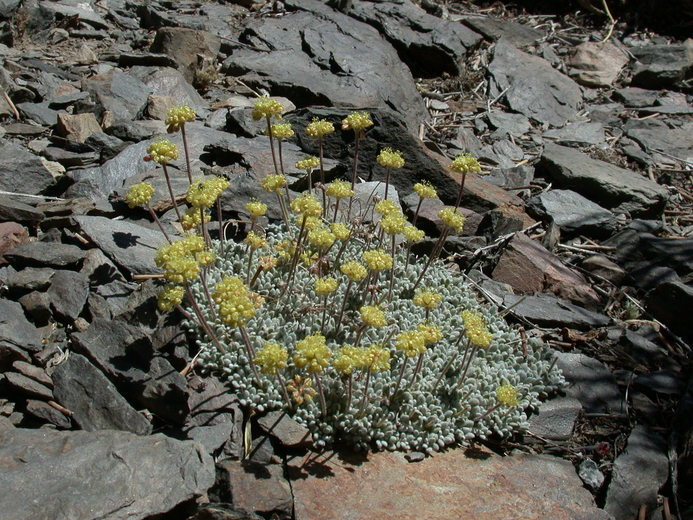 Imagem de Eriogonum caespitosum Nutt.