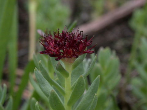 Image of ledge stonecrop