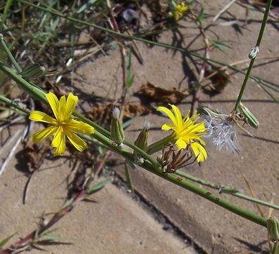 Imagem de Chondrilla juncea L.