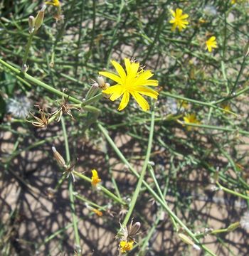 Chondrilla juncea L. resmi