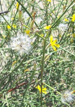 Chondrilla juncea L. resmi