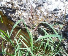 Echinochloa colona (L.) Link resmi