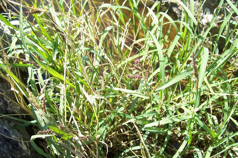 Plancia ëd Echinochloa colona (L.) Link