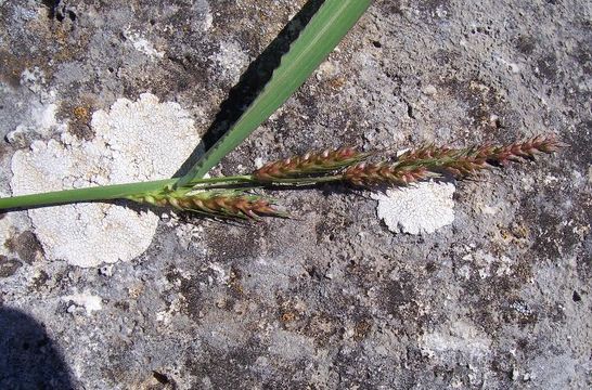 Plancia ëd Echinochloa colona (L.) Link