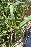 Imagem de Echinochloa colona (L.) Link