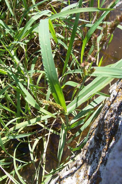 Plancia ëd Echinochloa colona (L.) Link