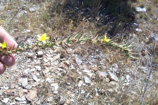 Lactuca viminea (L.) J. & C. Presl的圖片