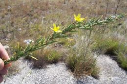 Слика од Lactuca viminea (L.) J. & C. Presl