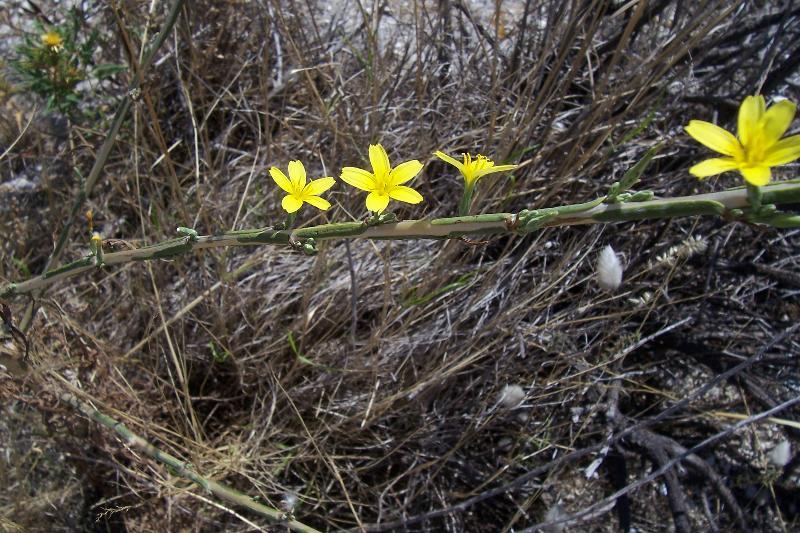 Слика од Lactuca viminea (L.) J. & C. Presl