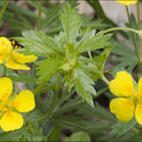 Imagem de Potentilla erecta (L.) Räuschel