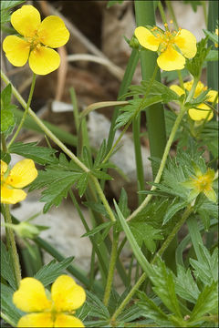 Plancia ëd Potentilla erecta (L.) Räuschel