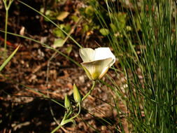 Image of sego lily