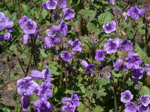 Image of Parry's phacelia