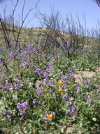 Image of Parry's phacelia