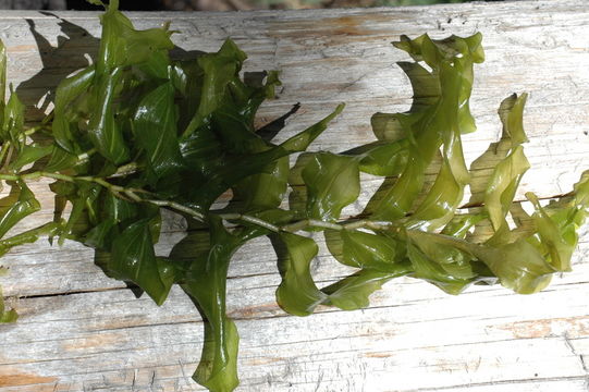 Image of Long-stalked Pondweed