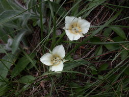 Image of Cascade Mariposa Lily