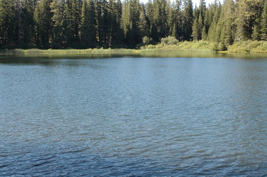 Image of Long-stalked Pondweed