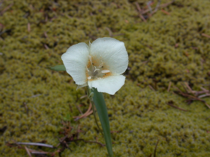 Image of Cascade Mariposa Lily