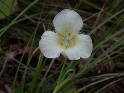 Image of Cascade Mariposa Lily