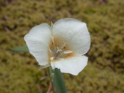 Image of Cascade Mariposa Lily