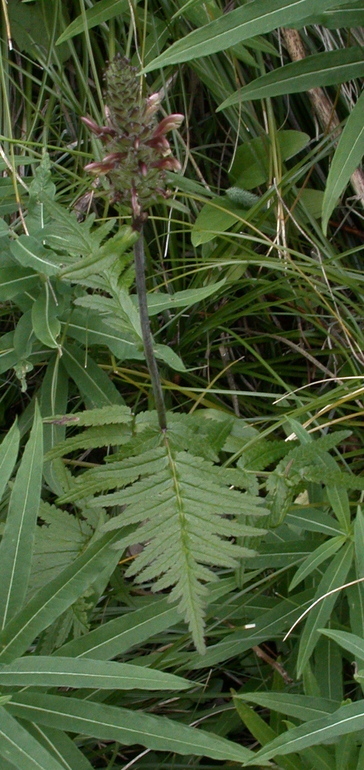 Image of bracted lousewort